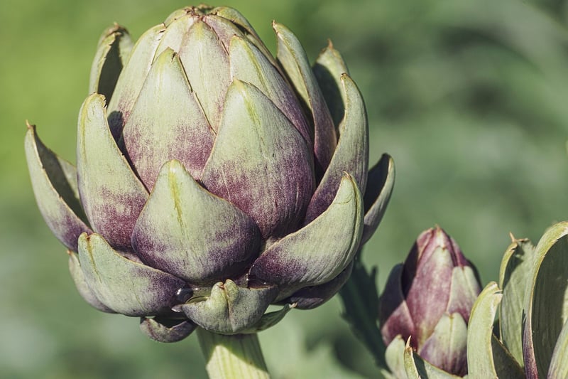 Edible Plants for Indoors