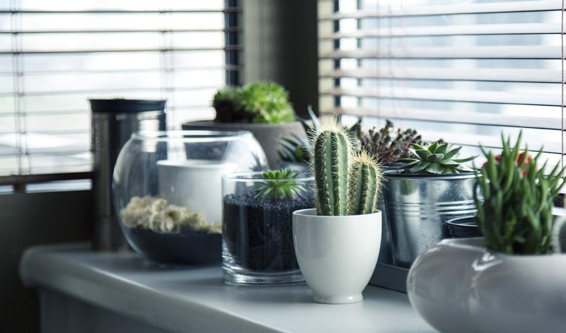 Indoor Plant Hacks